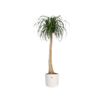 b.for soft round 22cm white